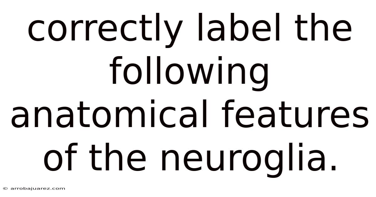 Correctly Label The Following Anatomical Features Of The Neuroglia.