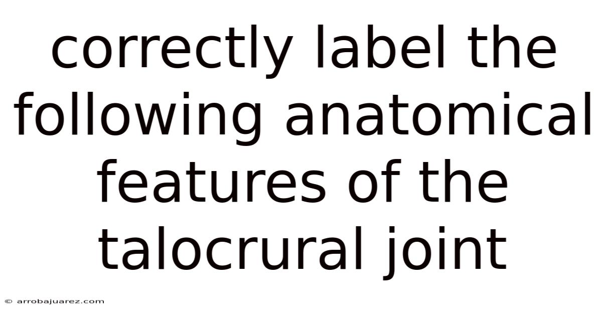 Correctly Label The Following Anatomical Features Of The Talocrural Joint