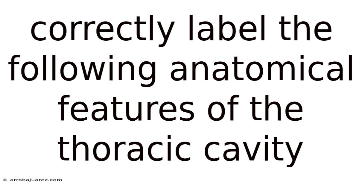 Correctly Label The Following Anatomical Features Of The Thoracic Cavity