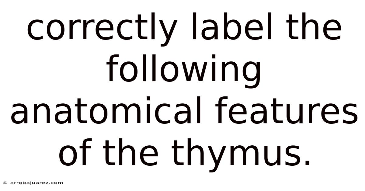 Correctly Label The Following Anatomical Features Of The Thymus.