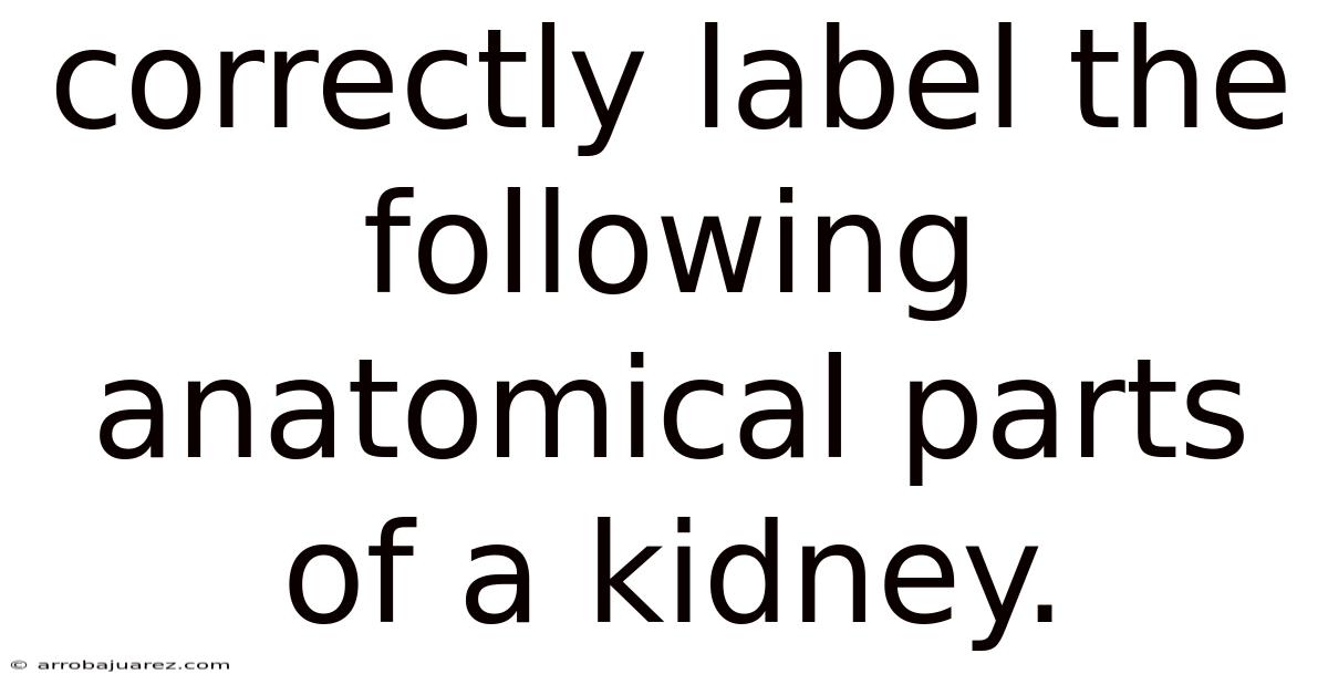 Correctly Label The Following Anatomical Parts Of A Kidney.