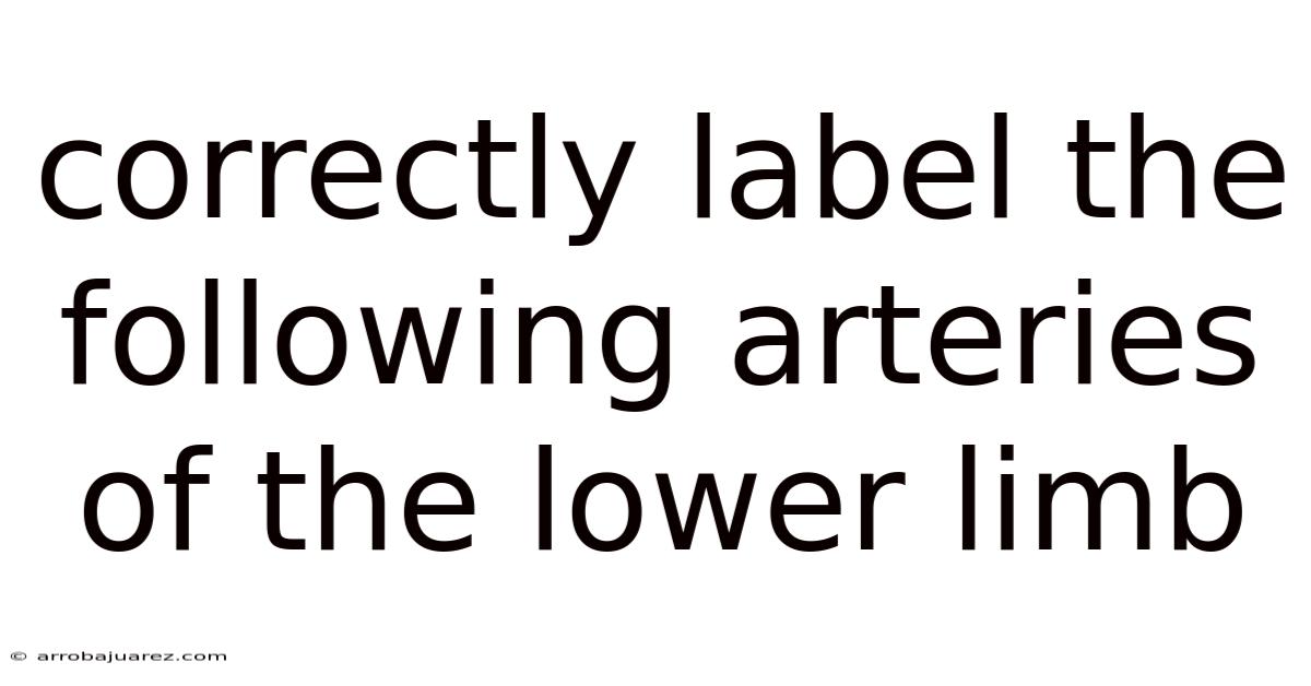 Correctly Label The Following Arteries Of The Lower Limb