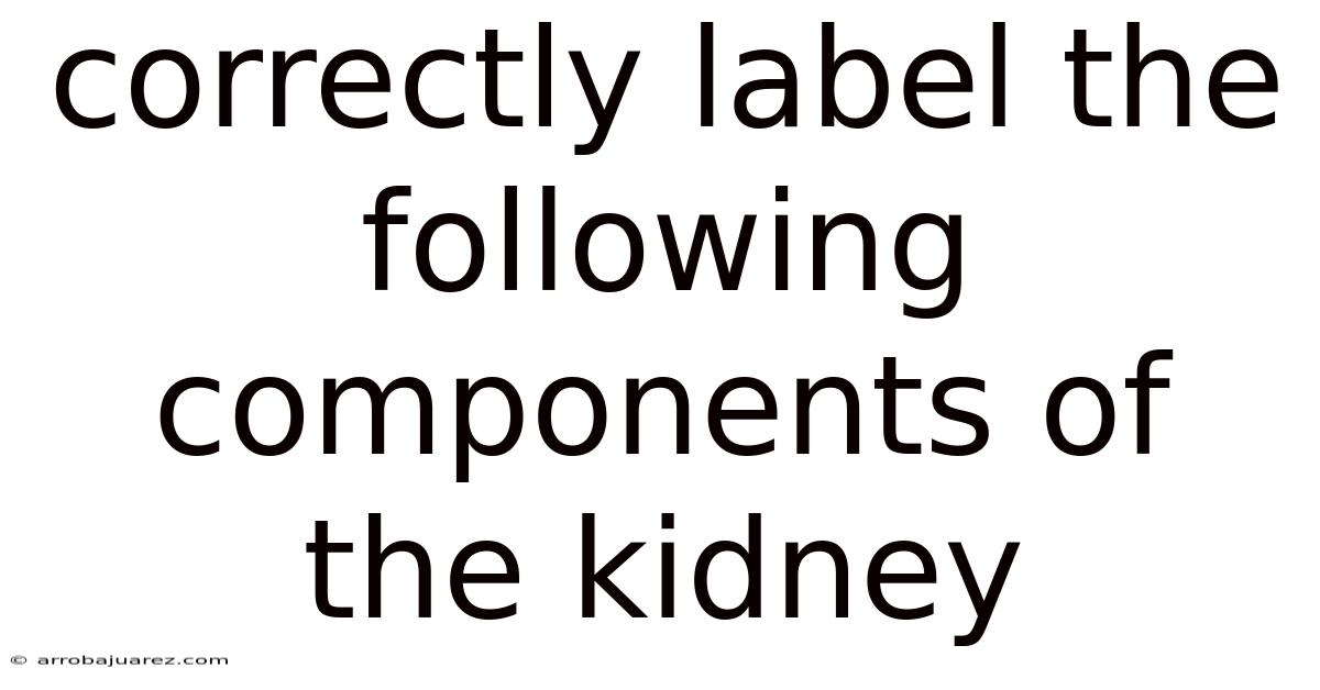 Correctly Label The Following Components Of The Kidney