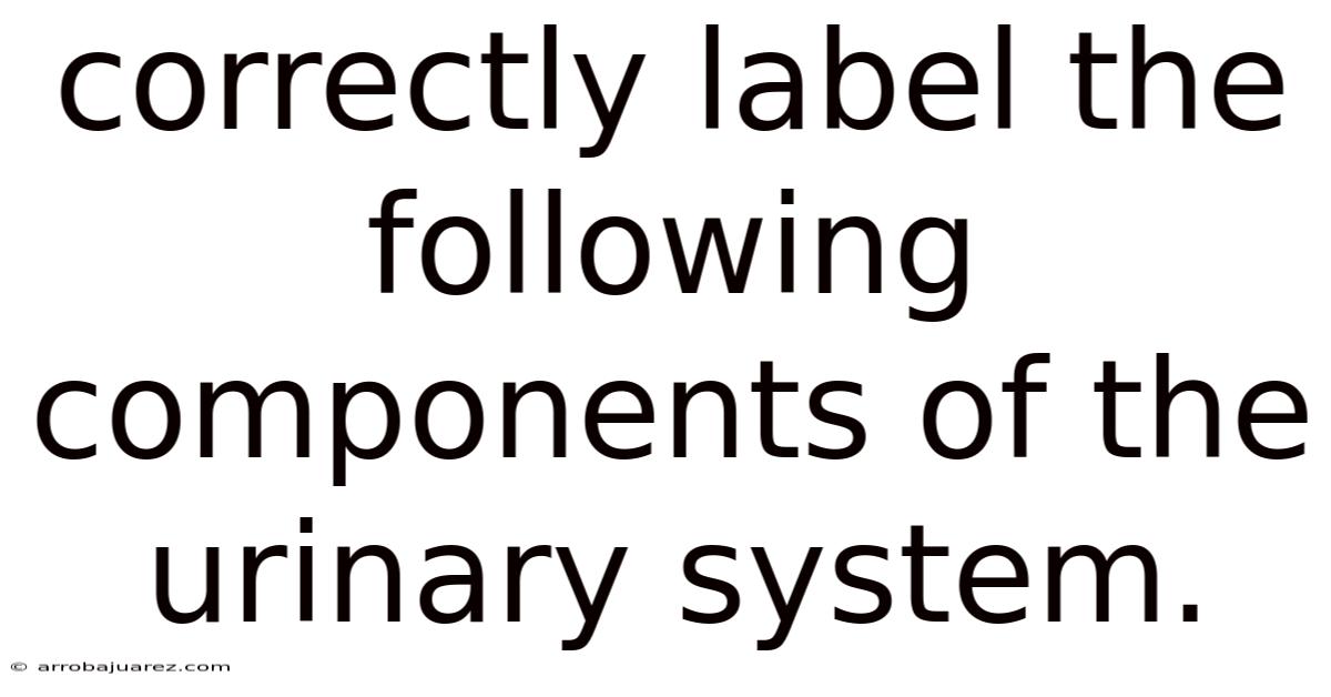 Correctly Label The Following Components Of The Urinary System.