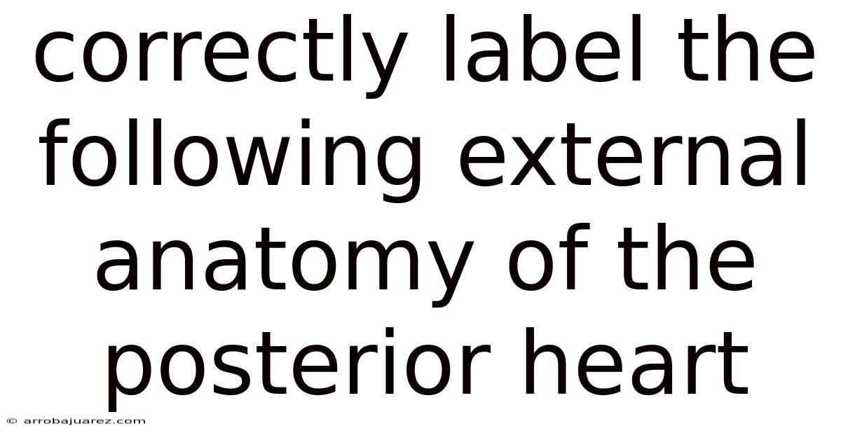 Correctly Label The Following External Anatomy Of The Posterior Heart