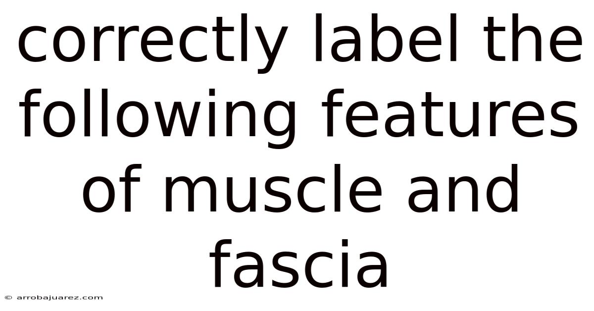 Correctly Label The Following Features Of Muscle And Fascia