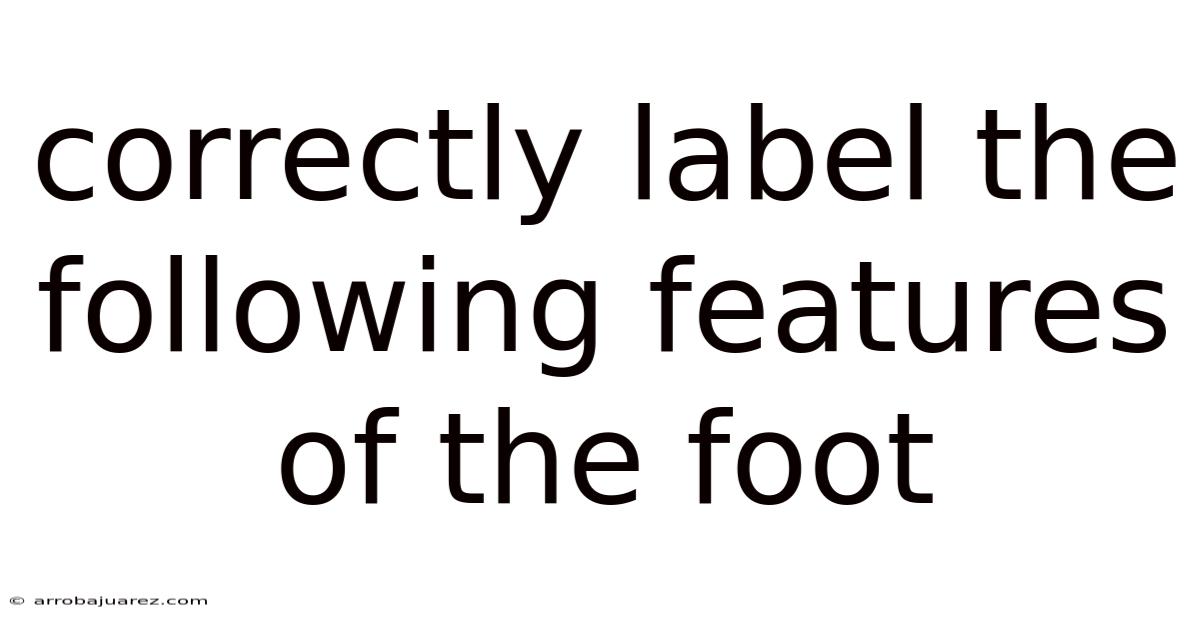 Correctly Label The Following Features Of The Foot