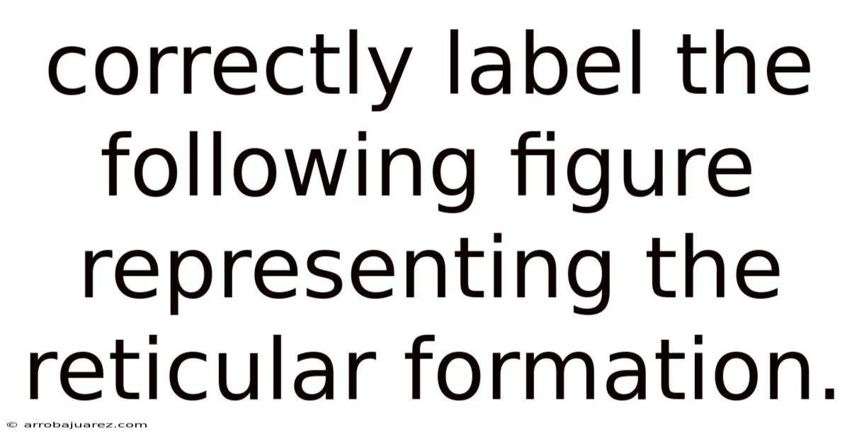 Correctly Label The Following Figure Representing The Reticular Formation.