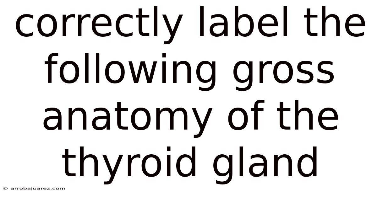Correctly Label The Following Gross Anatomy Of The Thyroid Gland