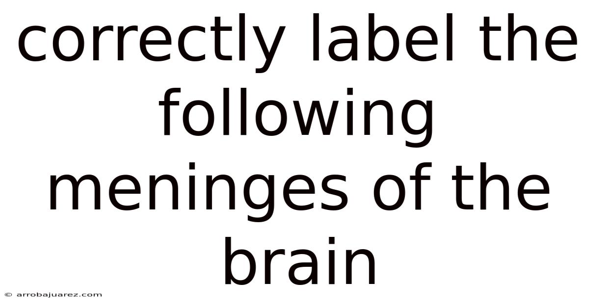Correctly Label The Following Meninges Of The Brain