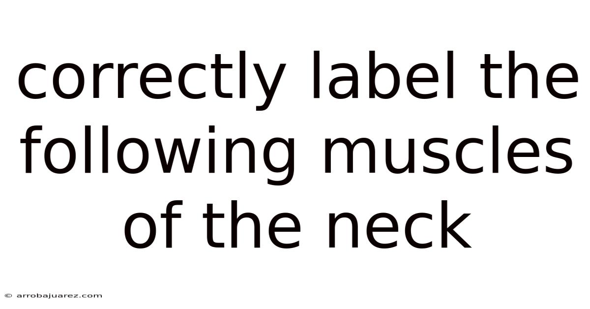 Correctly Label The Following Muscles Of The Neck