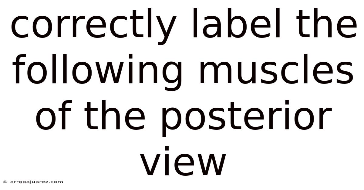 Correctly Label The Following Muscles Of The Posterior View