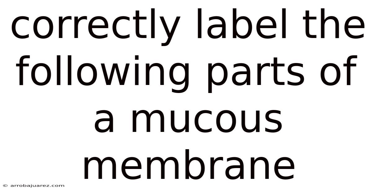 Correctly Label The Following Parts Of A Mucous Membrane