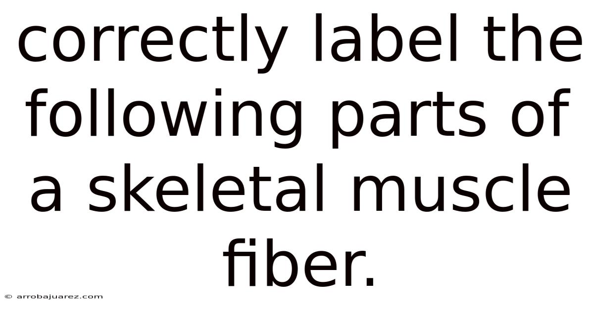 Correctly Label The Following Parts Of A Skeletal Muscle Fiber.