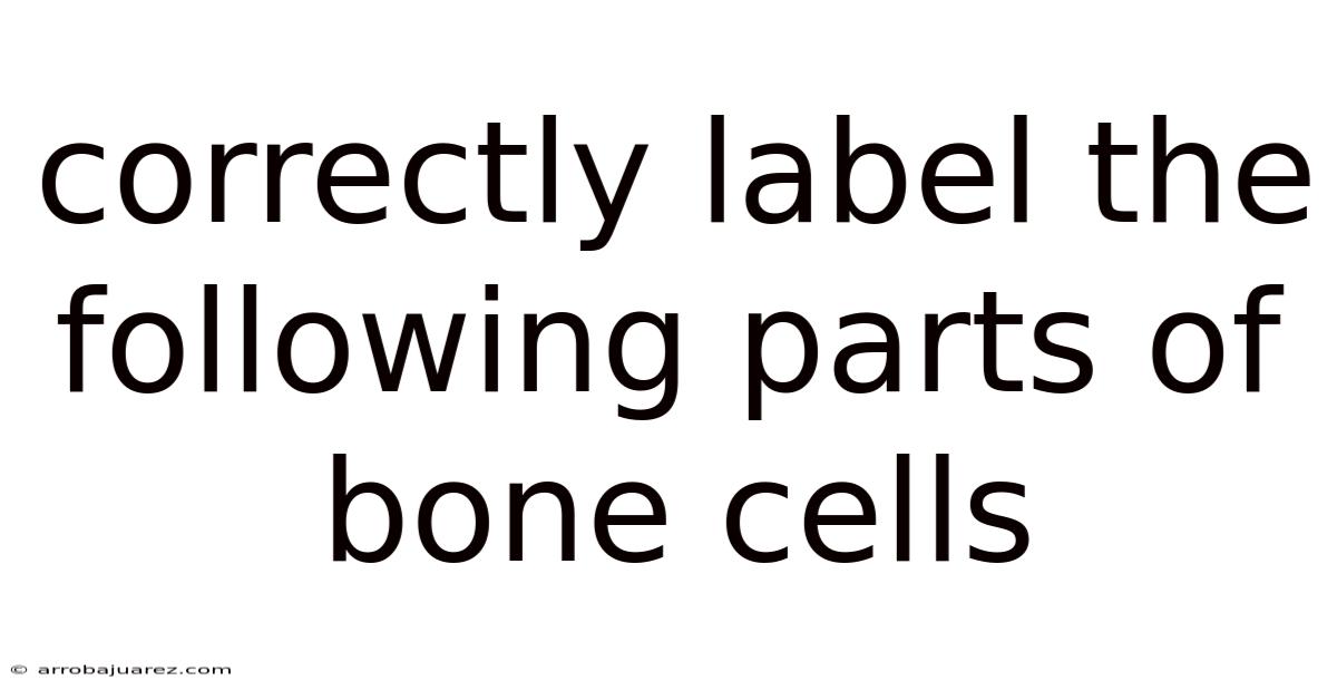 Correctly Label The Following Parts Of Bone Cells