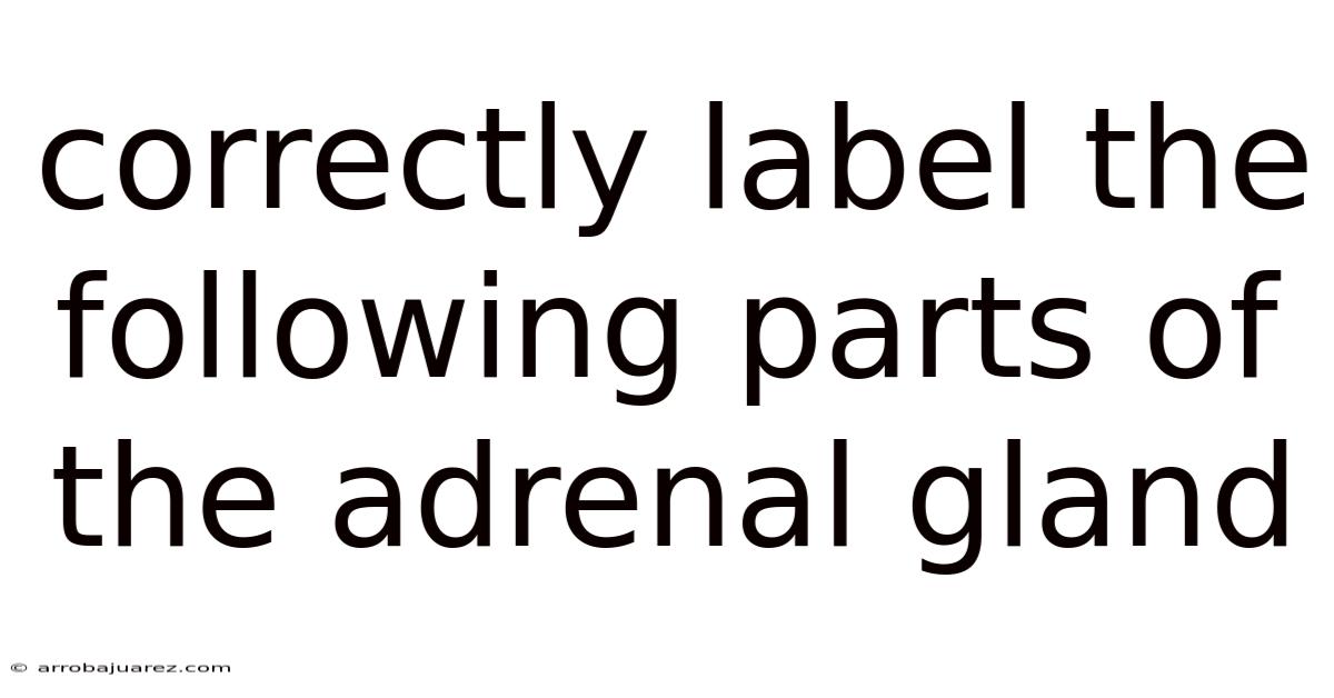 Correctly Label The Following Parts Of The Adrenal Gland