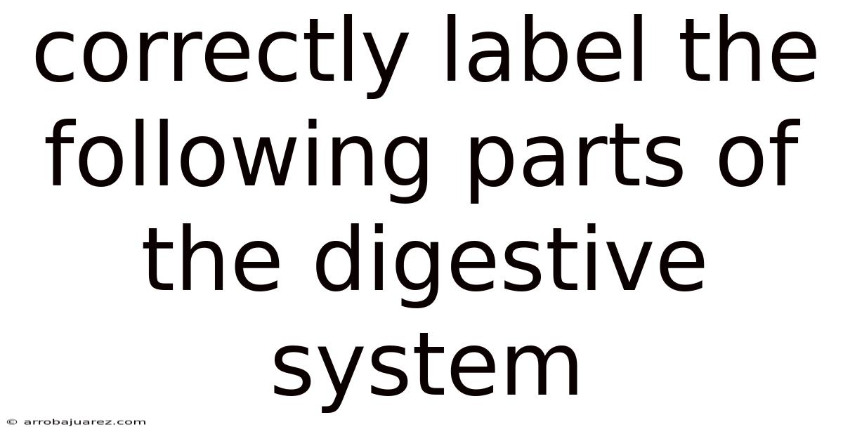 Correctly Label The Following Parts Of The Digestive System