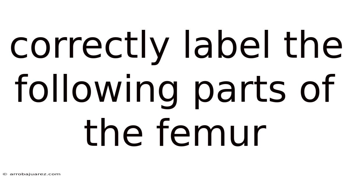 Correctly Label The Following Parts Of The Femur