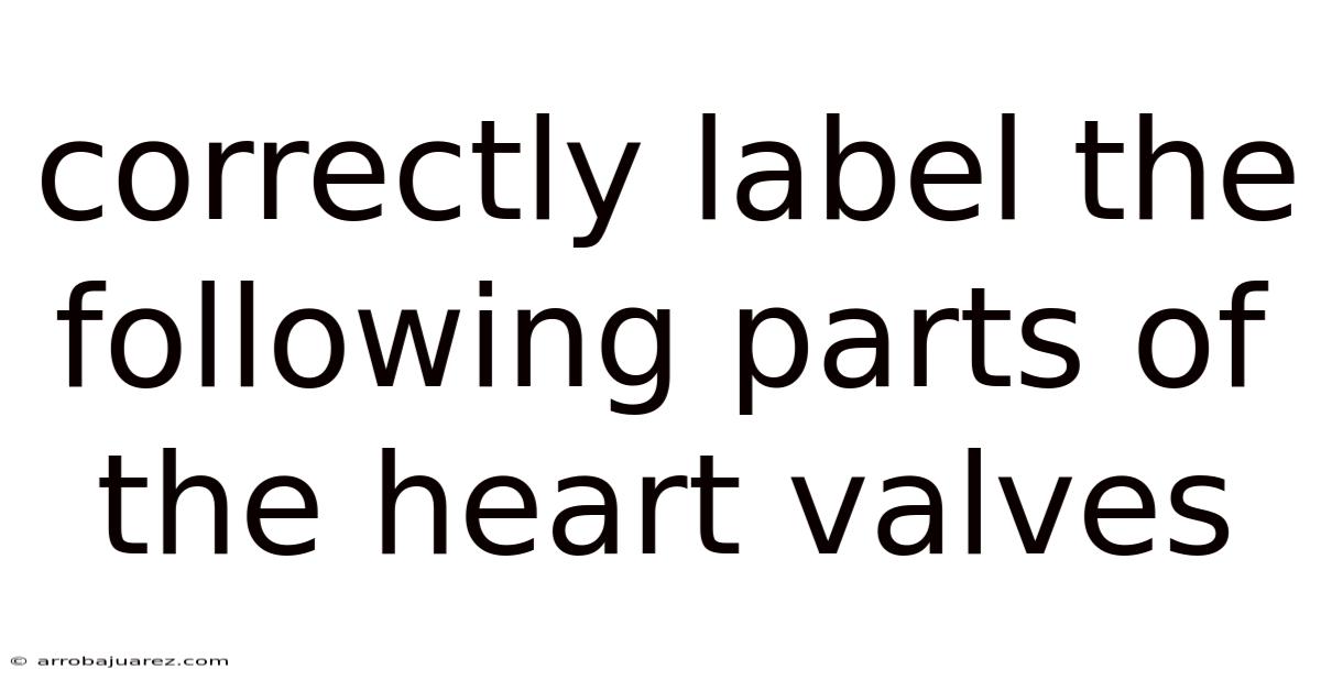Correctly Label The Following Parts Of The Heart Valves