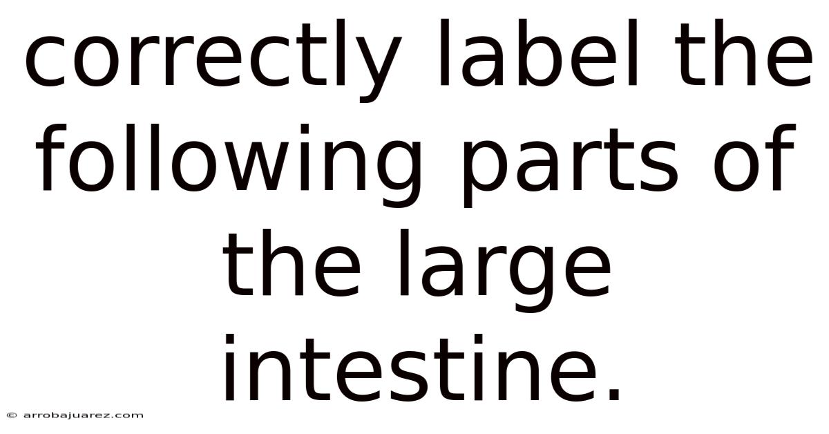Correctly Label The Following Parts Of The Large Intestine.