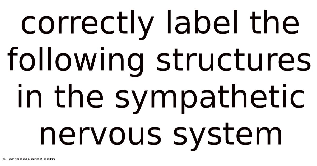 Correctly Label The Following Structures In The Sympathetic Nervous System