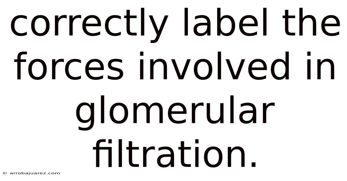 Correctly Label The Forces Involved In Glomerular Filtration.