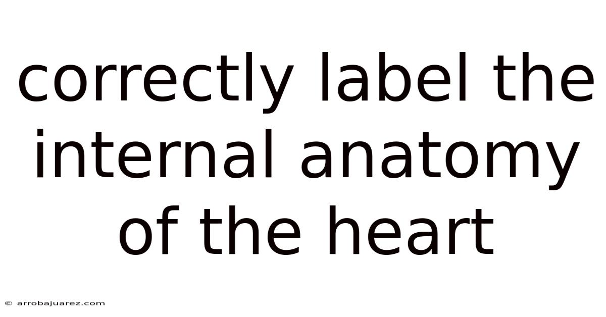 Correctly Label The Internal Anatomy Of The Heart