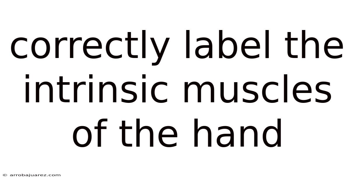 Correctly Label The Intrinsic Muscles Of The Hand