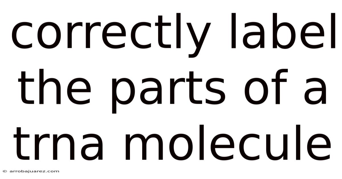 Correctly Label The Parts Of A Trna Molecule