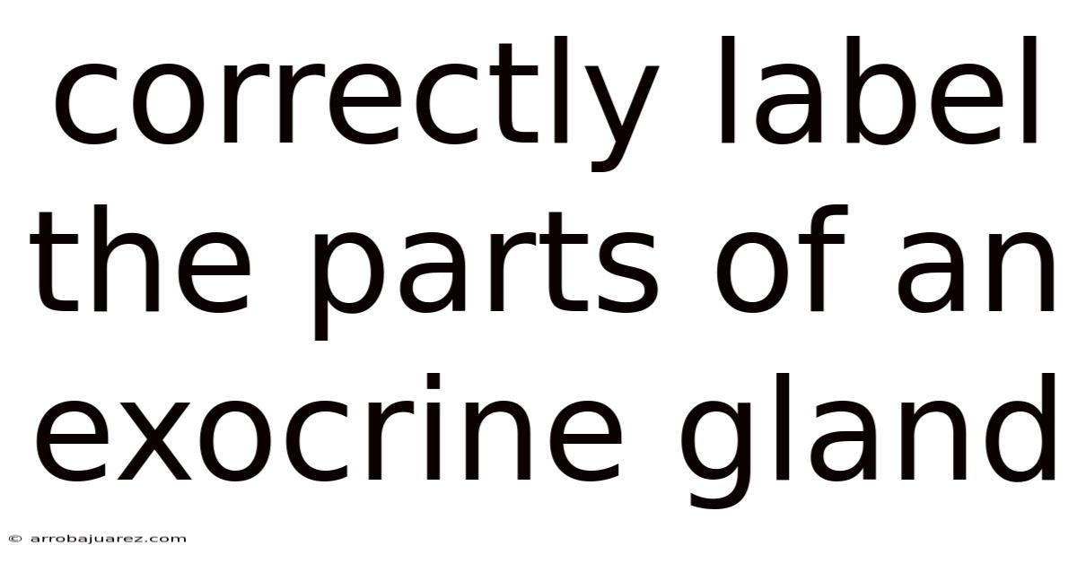 Correctly Label The Parts Of An Exocrine Gland