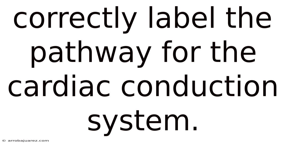 Correctly Label The Pathway For The Cardiac Conduction System.