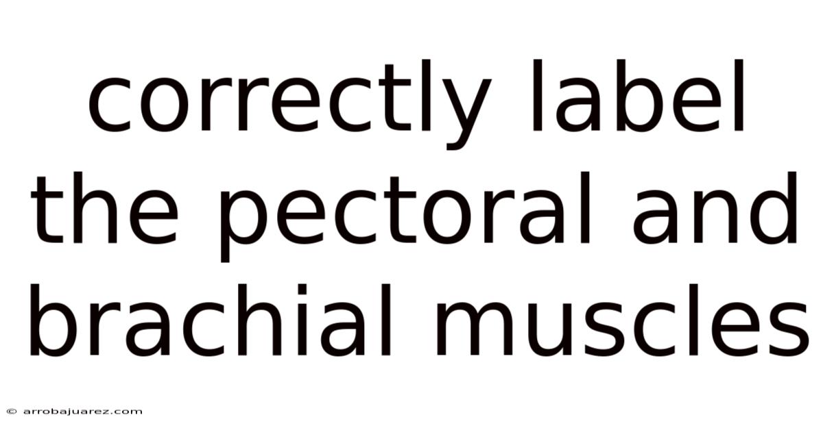 Correctly Label The Pectoral And Brachial Muscles