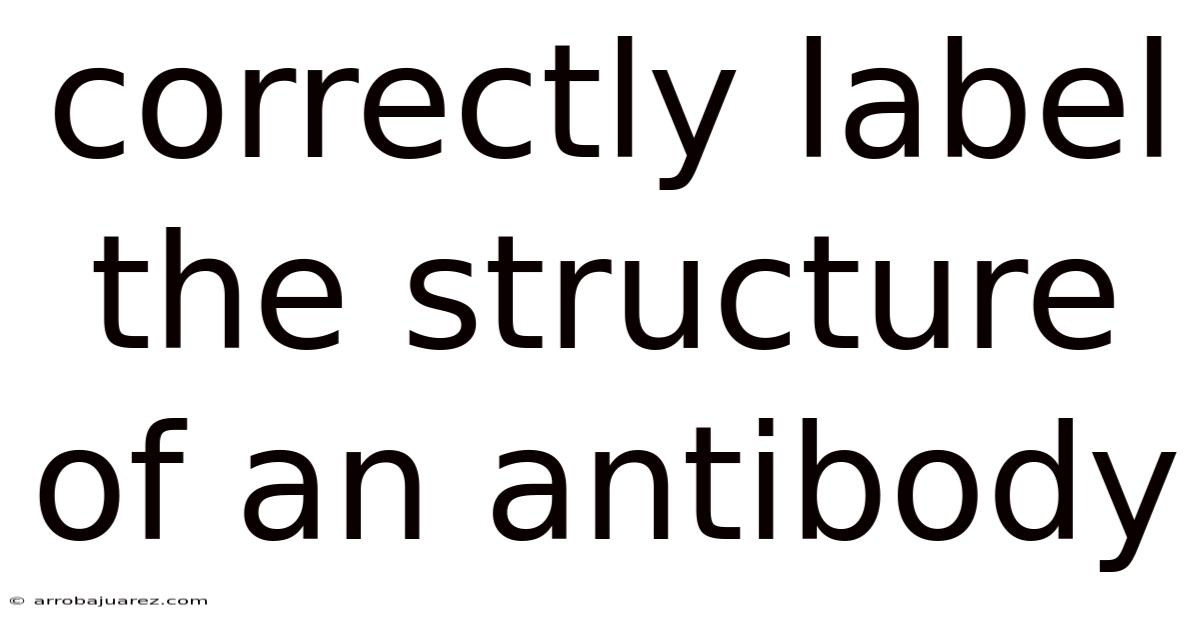 Correctly Label The Structure Of An Antibody