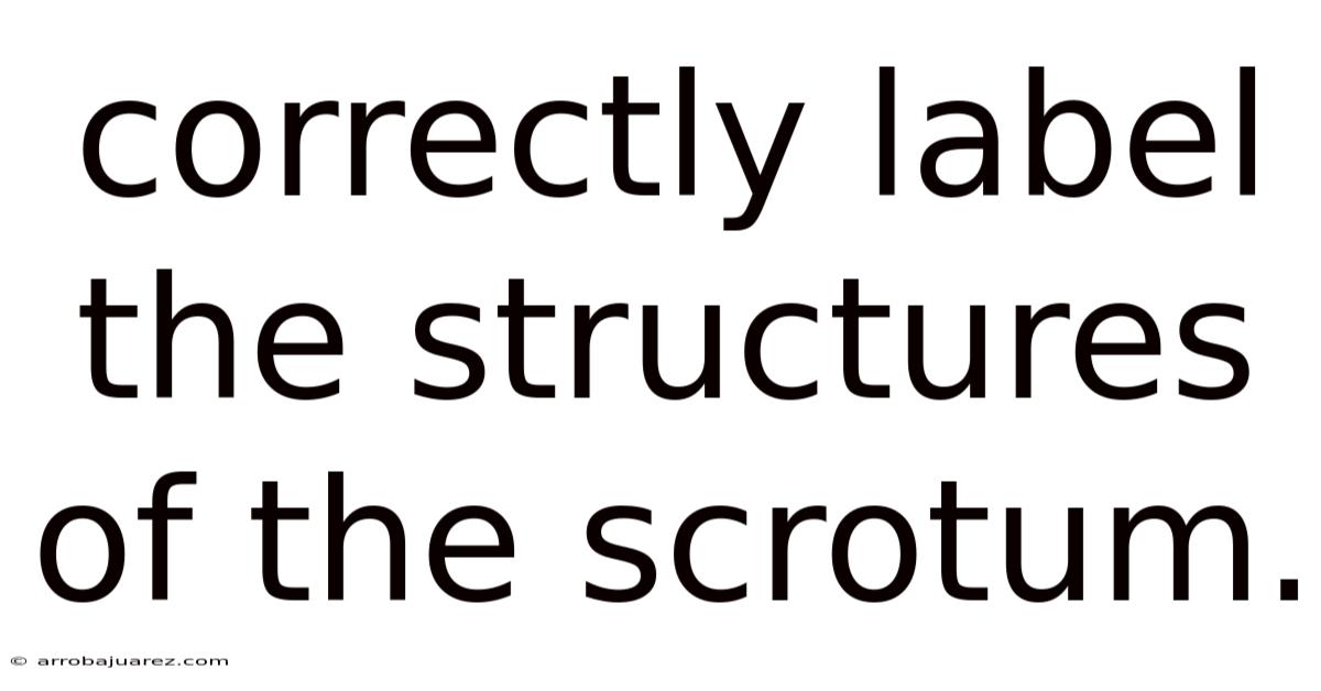 Correctly Label The Structures Of The Scrotum.