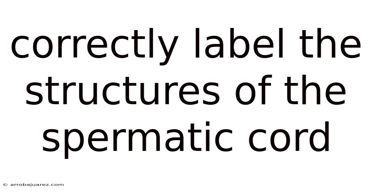 Correctly Label The Structures Of The Spermatic Cord