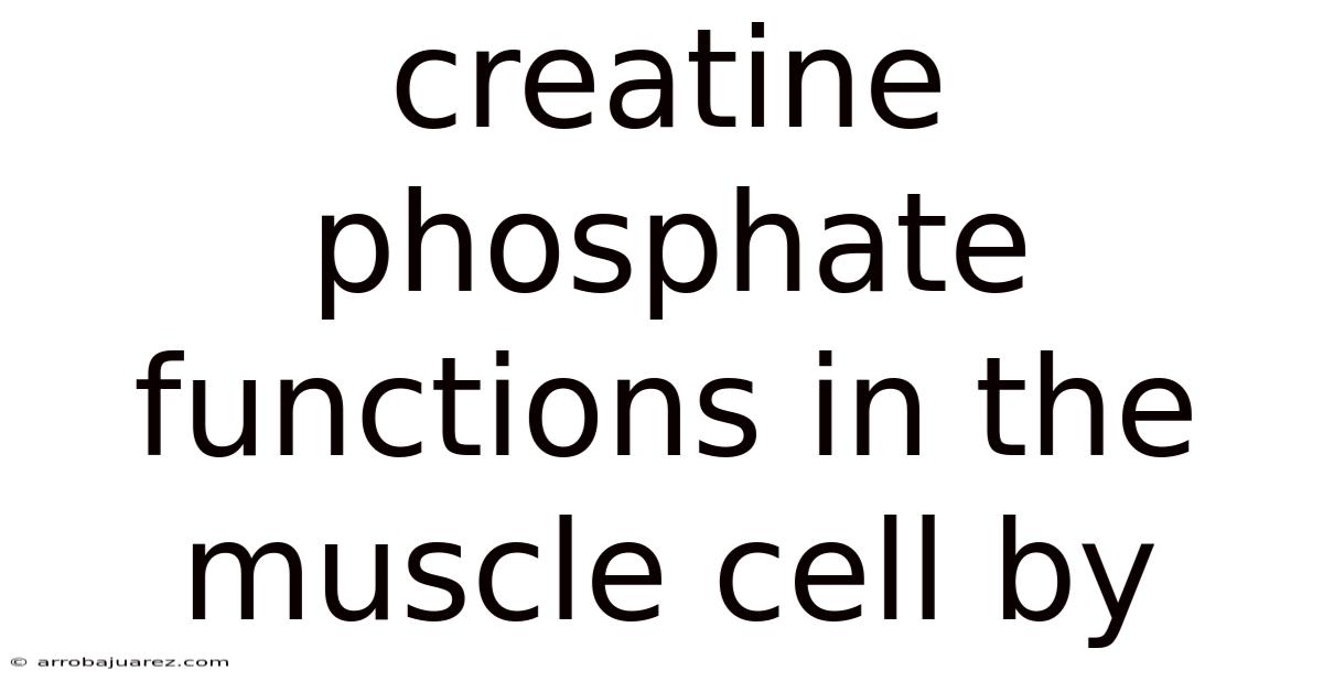 Creatine Phosphate Functions In The Muscle Cell By