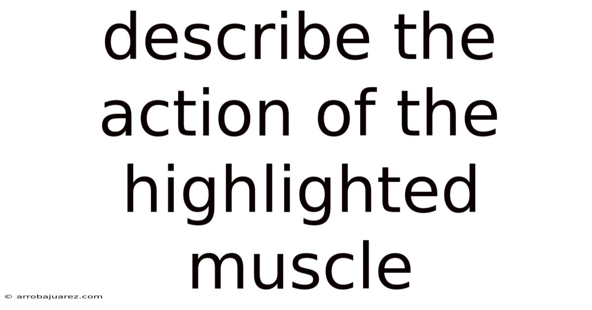 Describe The Action Of The Highlighted Muscle