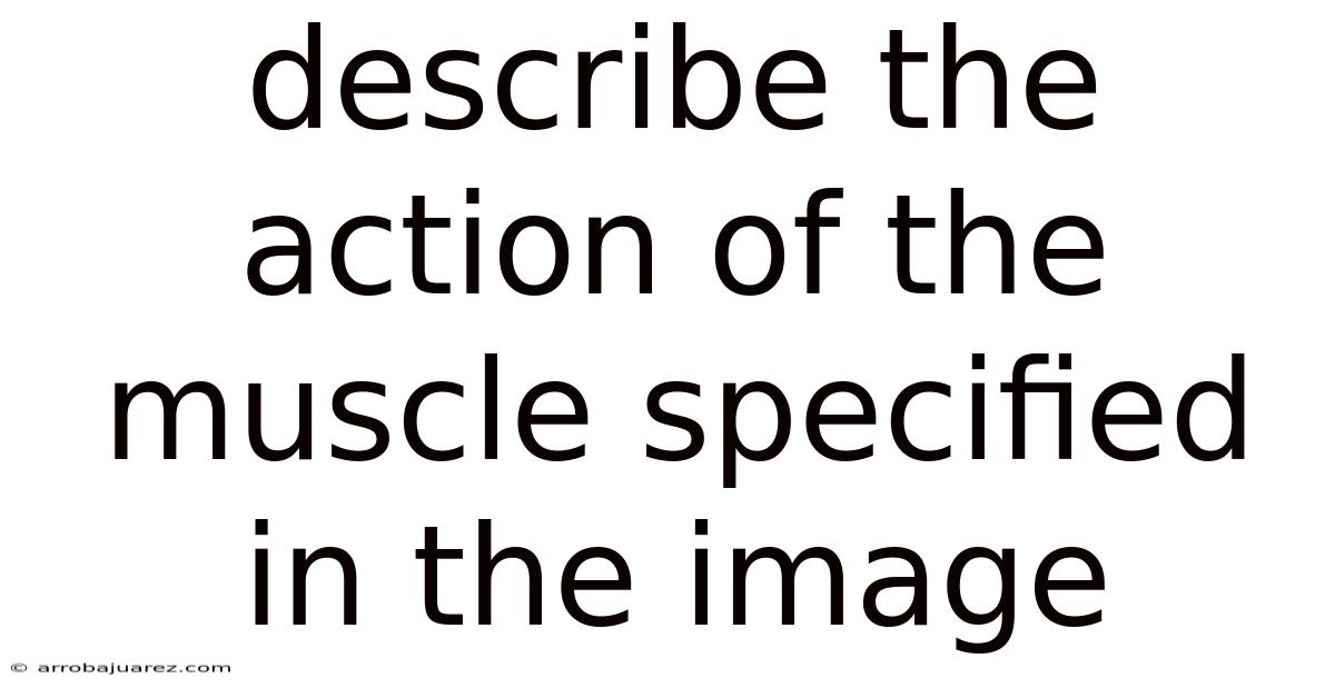 Describe The Action Of The Muscle Specified In The Image
