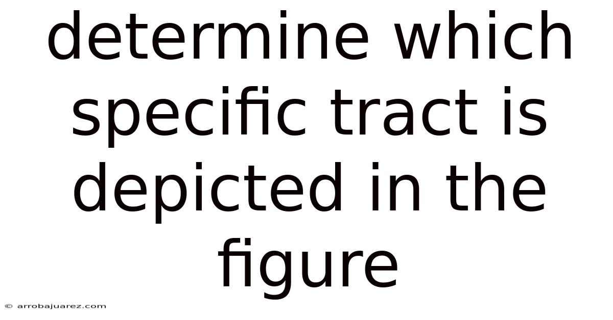 Determine Which Specific Tract Is Depicted In The Figure
