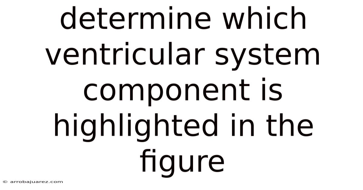 Determine Which Ventricular System Component Is Highlighted In The Figure