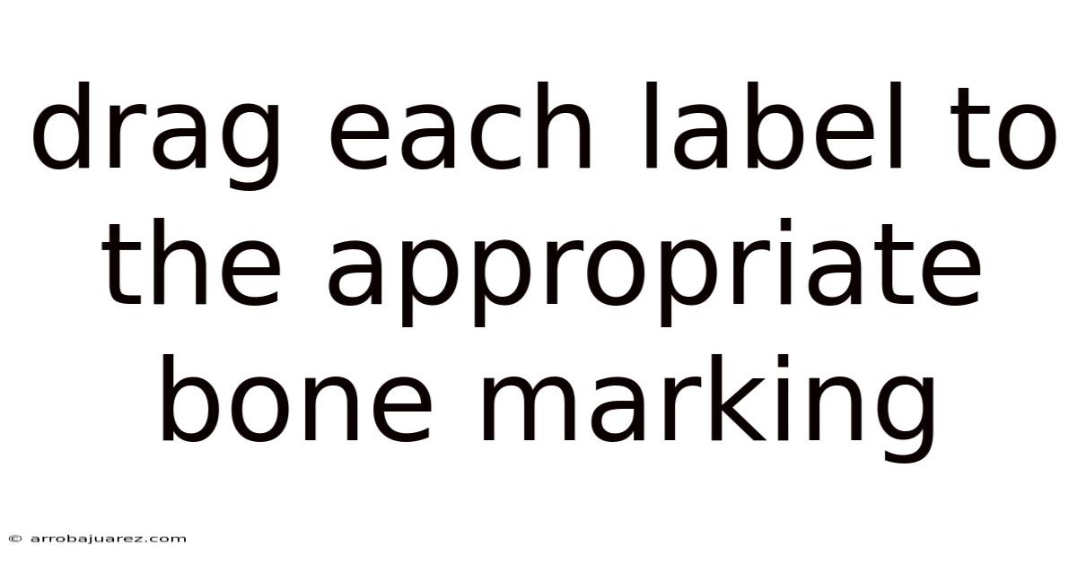Drag Each Label To The Appropriate Bone Marking