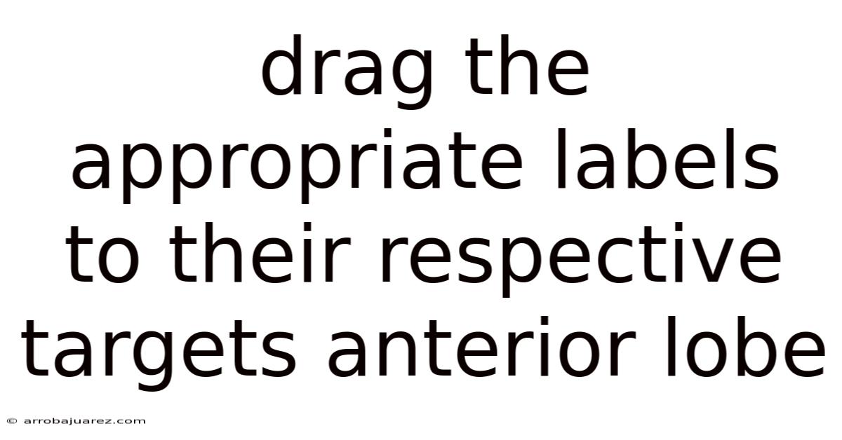 Drag The Appropriate Labels To Their Respective Targets Anterior Lobe