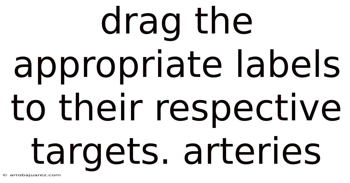 Drag The Appropriate Labels To Their Respective Targets. Arteries