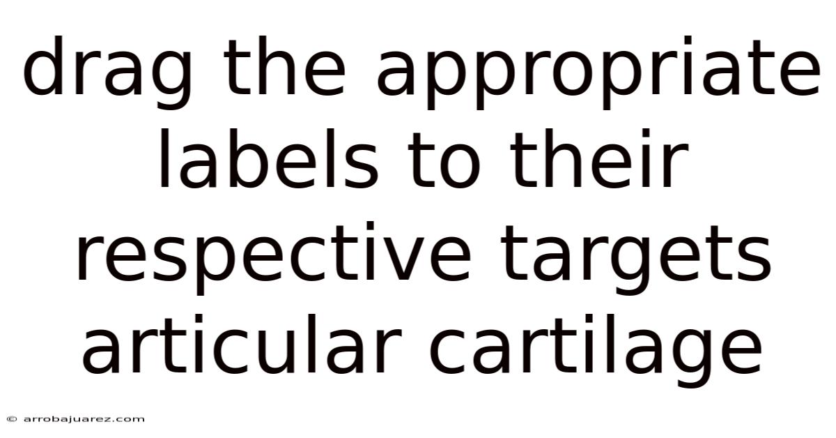 Drag The Appropriate Labels To Their Respective Targets Articular Cartilage