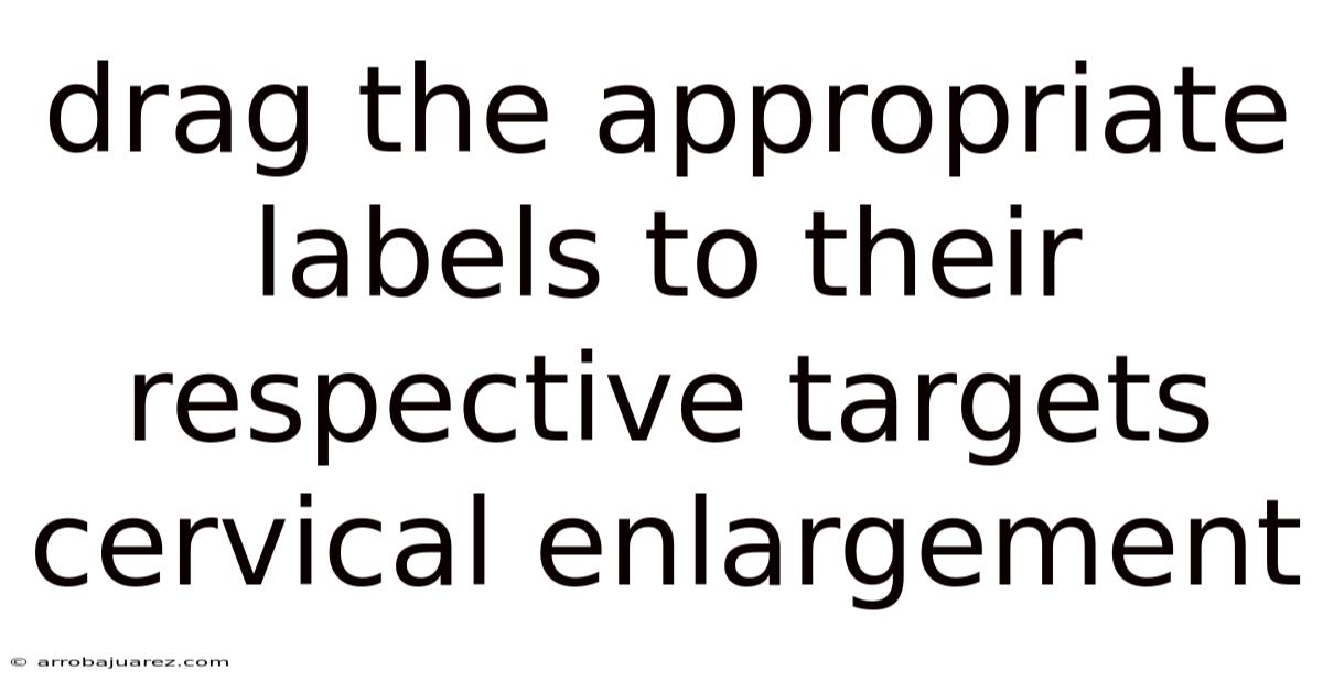 Drag The Appropriate Labels To Their Respective Targets Cervical Enlargement