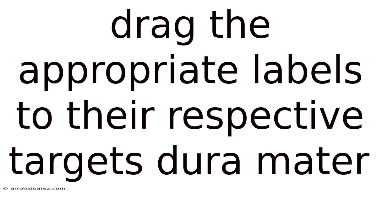 Drag The Appropriate Labels To Their Respective Targets Dura Mater