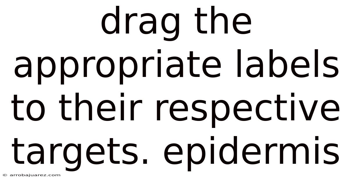 Drag The Appropriate Labels To Their Respective Targets. Epidermis