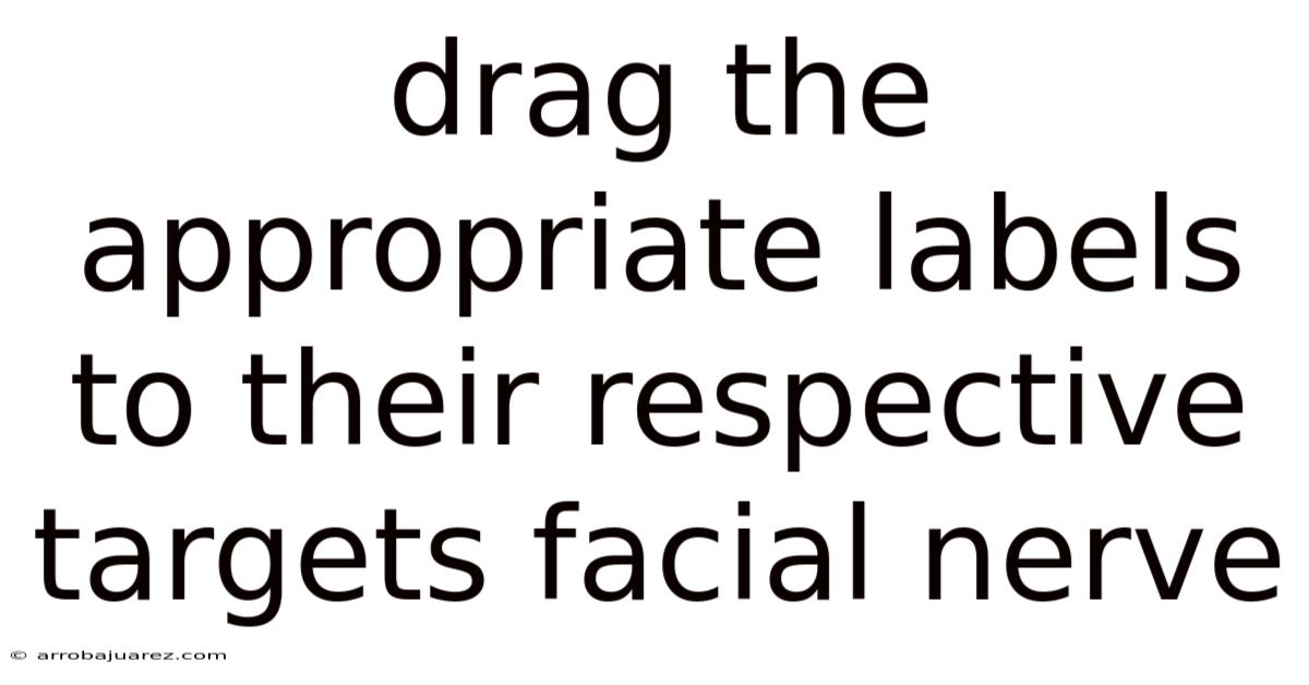 Drag The Appropriate Labels To Their Respective Targets Facial Nerve