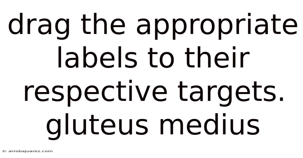 Drag The Appropriate Labels To Their Respective Targets. Gluteus Medius