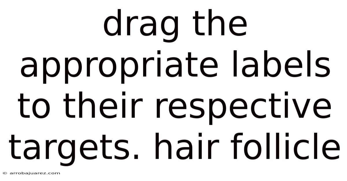 Drag The Appropriate Labels To Their Respective Targets. Hair Follicle